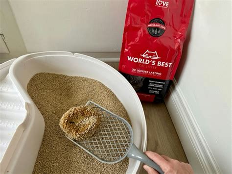 The Best Cat Litters For Odor Control 2023, Tested & Reviewed.